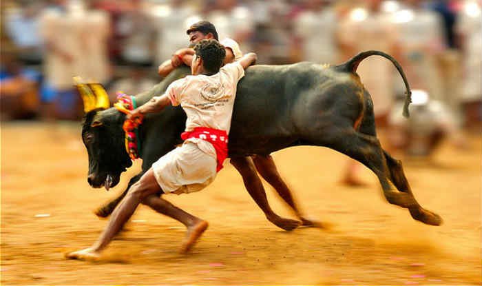Jallikattu-5